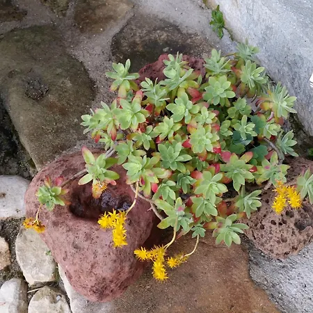 بيت ضيافة Casa Museo 